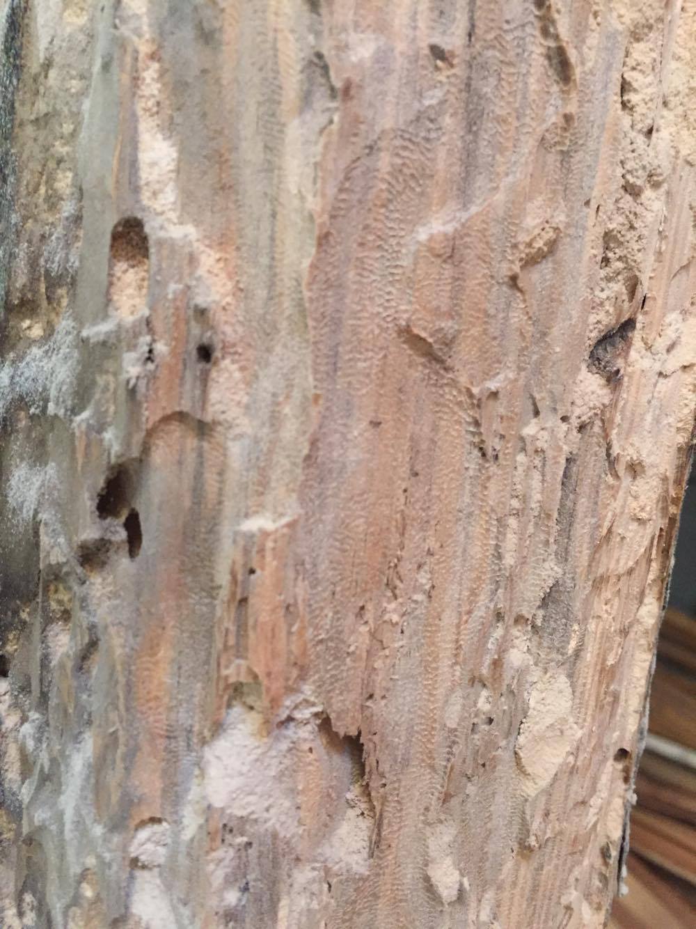 drewno zniszczone szkodniki